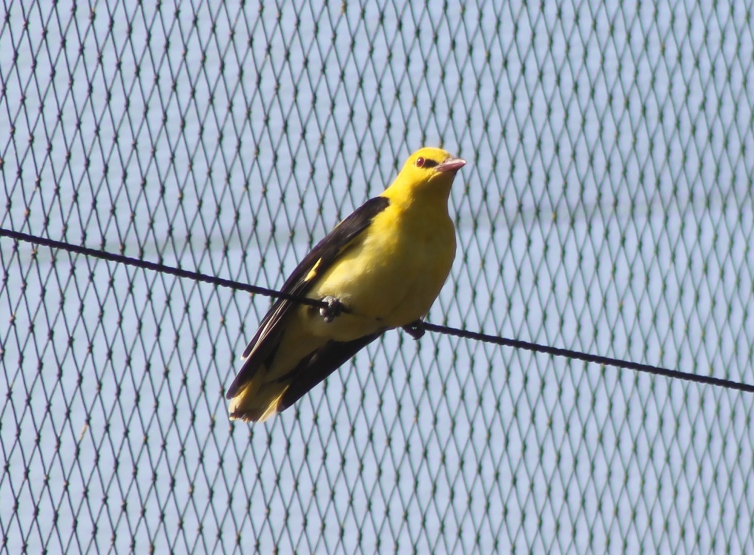 Golden oriole