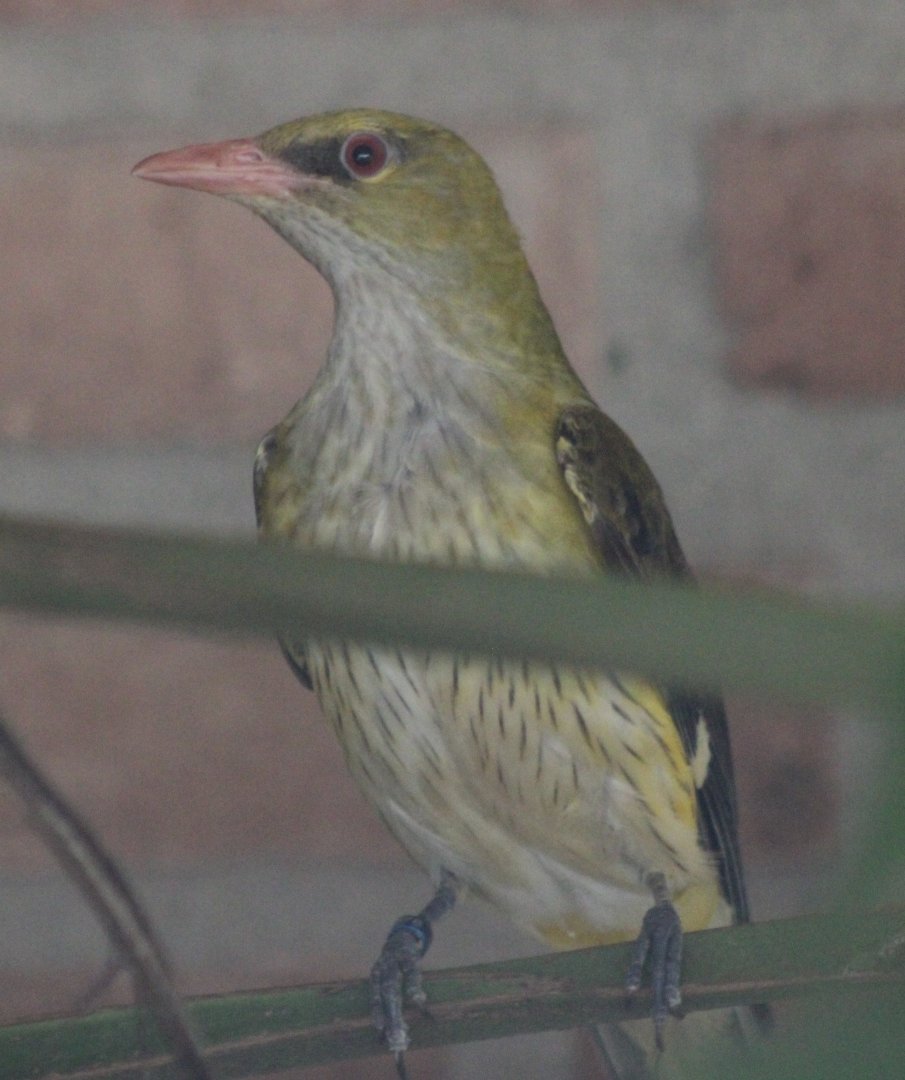 Golden oriole