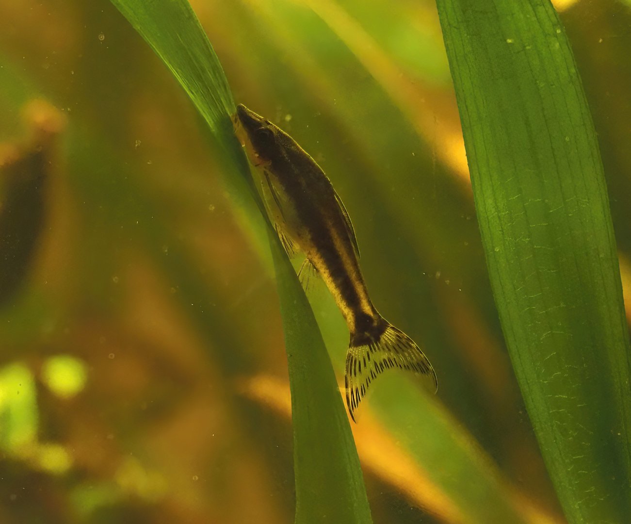 Golden Otocinclus (Otocinclus affinis), 2025-05-22
