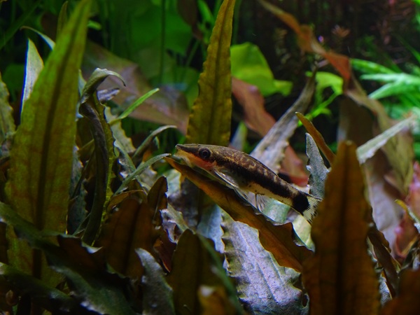 Golden otocinclus (Otocinclus affinis)