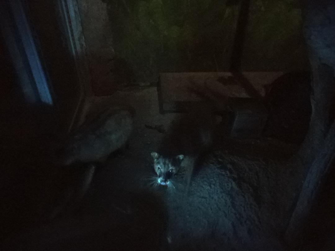 Golden Palm Civet