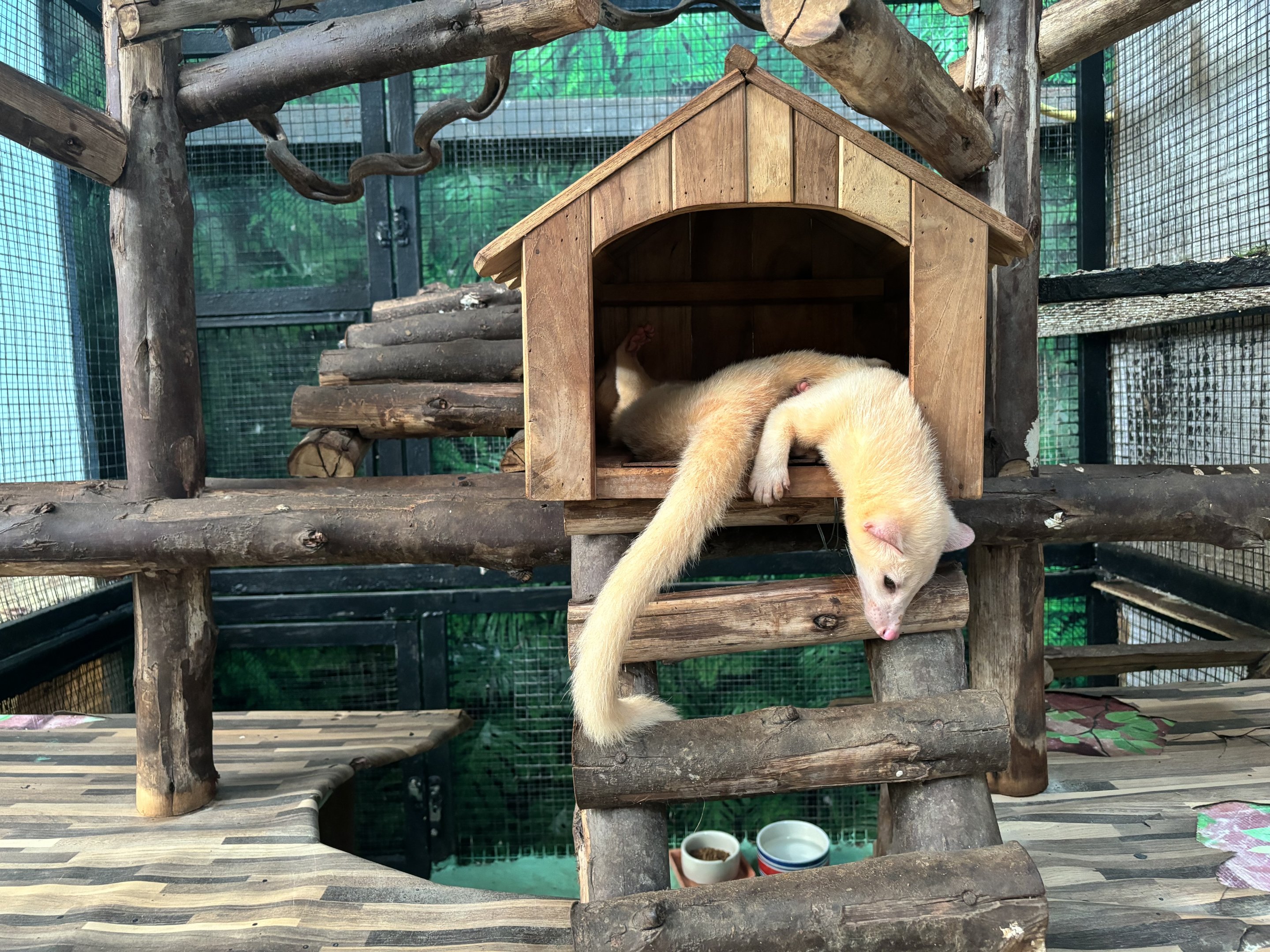 “Golden” Palm Civets