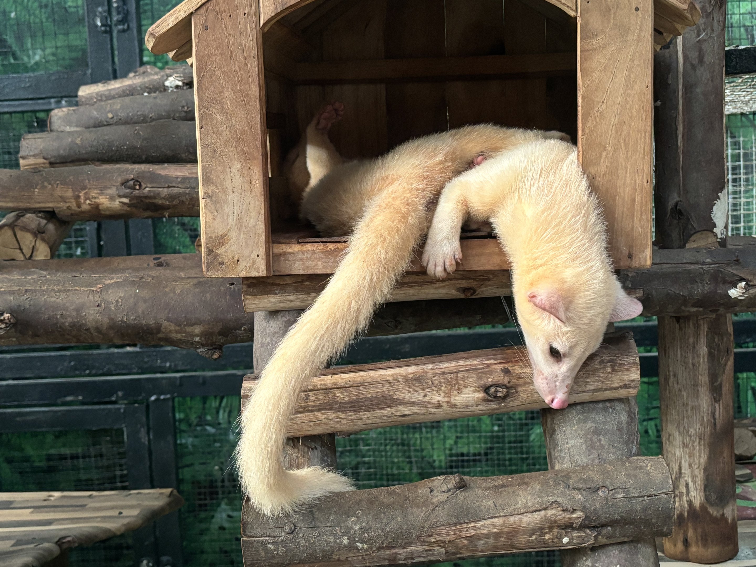 “Golden” Palm Civets