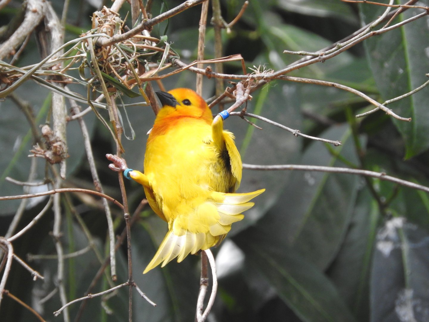 Golden Palm Weaver nest building