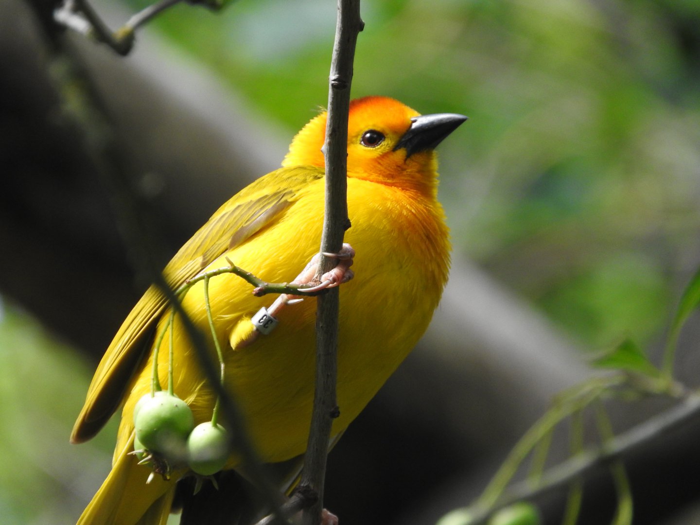 Golden Palm Weaver