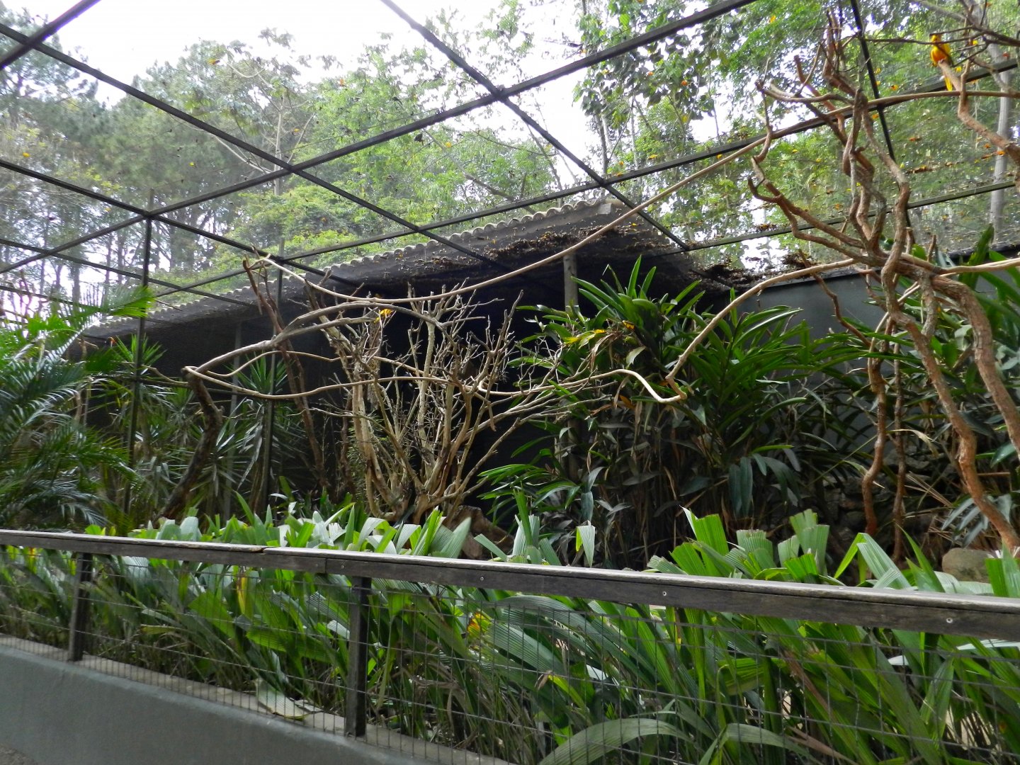 Golden parakeet exhibit - Zooparque Itatiba