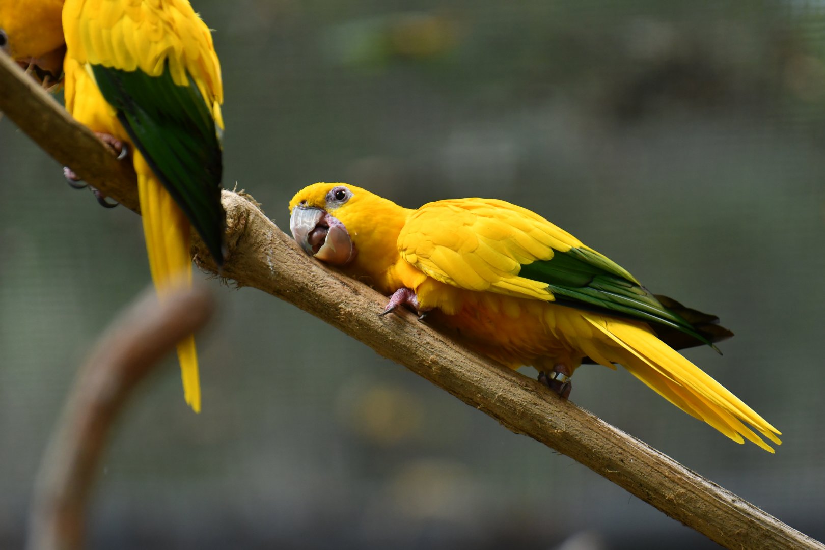 Golden Parakeet Guaruba guarouba
