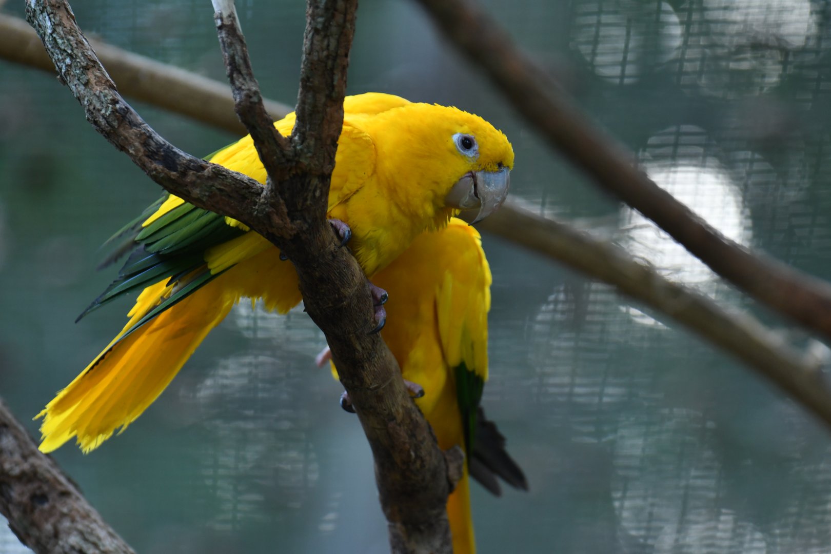 Golden Parakeet Guaruba guarouba