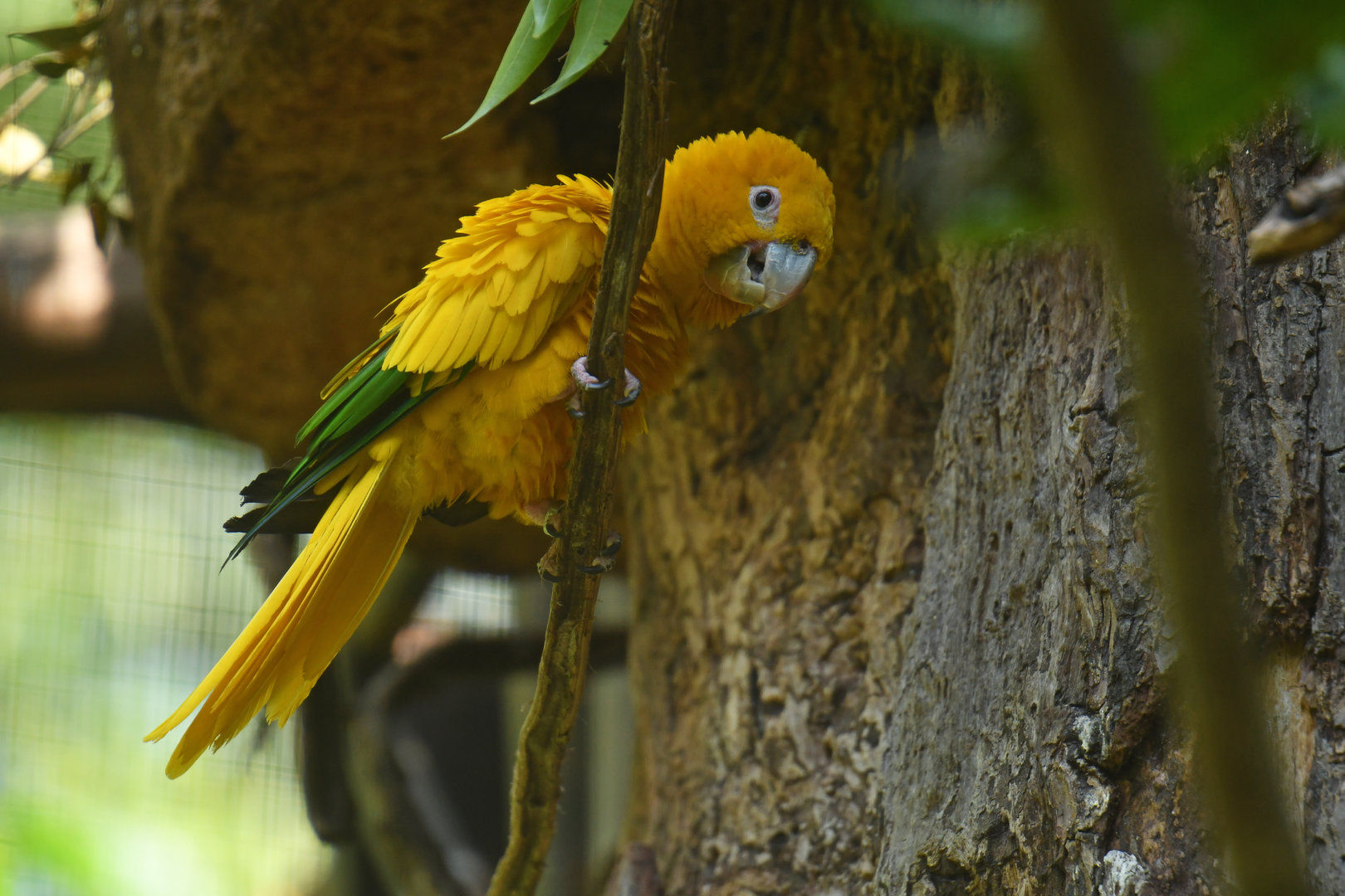 Golden Parakeet Guaruba guarouba
