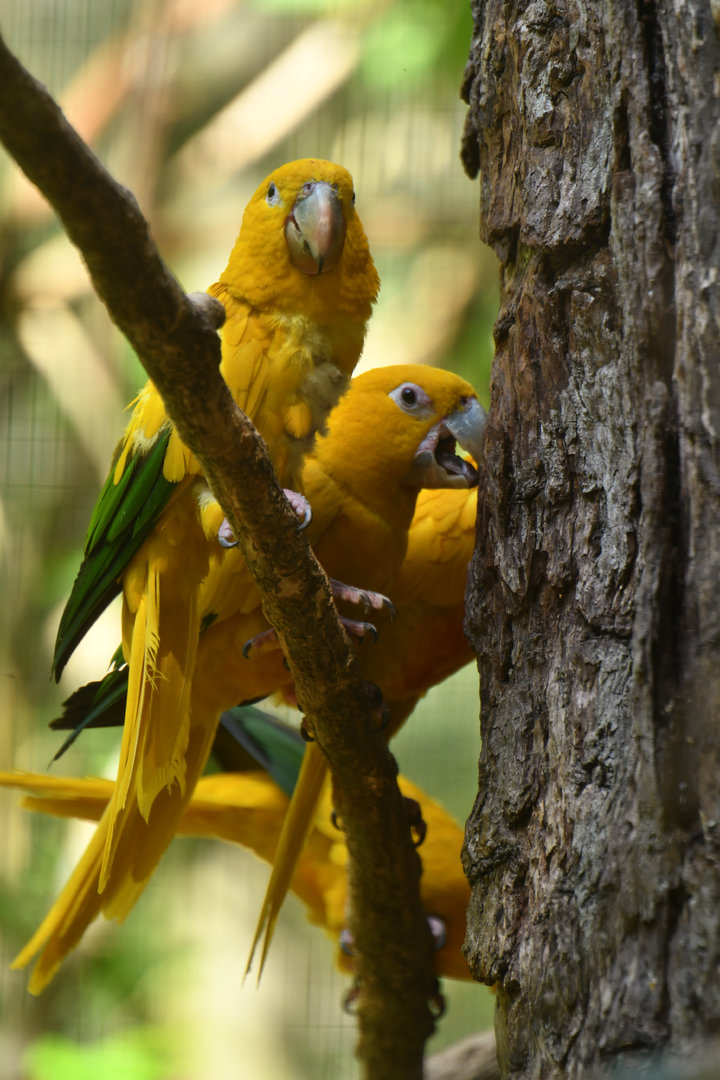 Golden Parakeet Guaruba guarouba