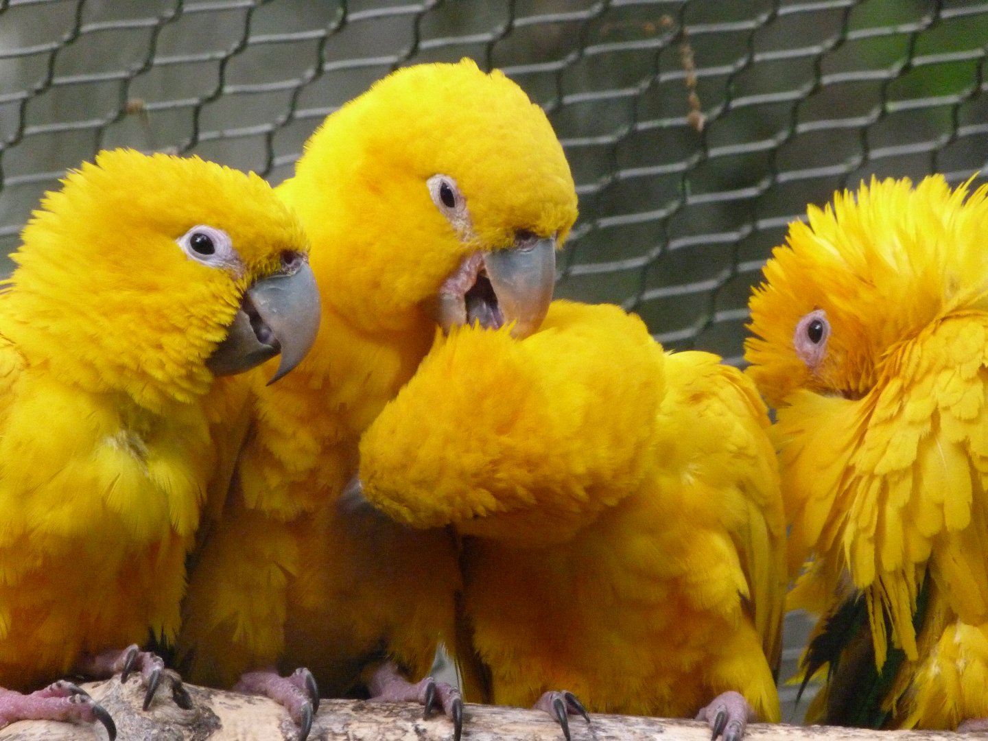 Golden parakeet -ZooParc de Beauval (2025)