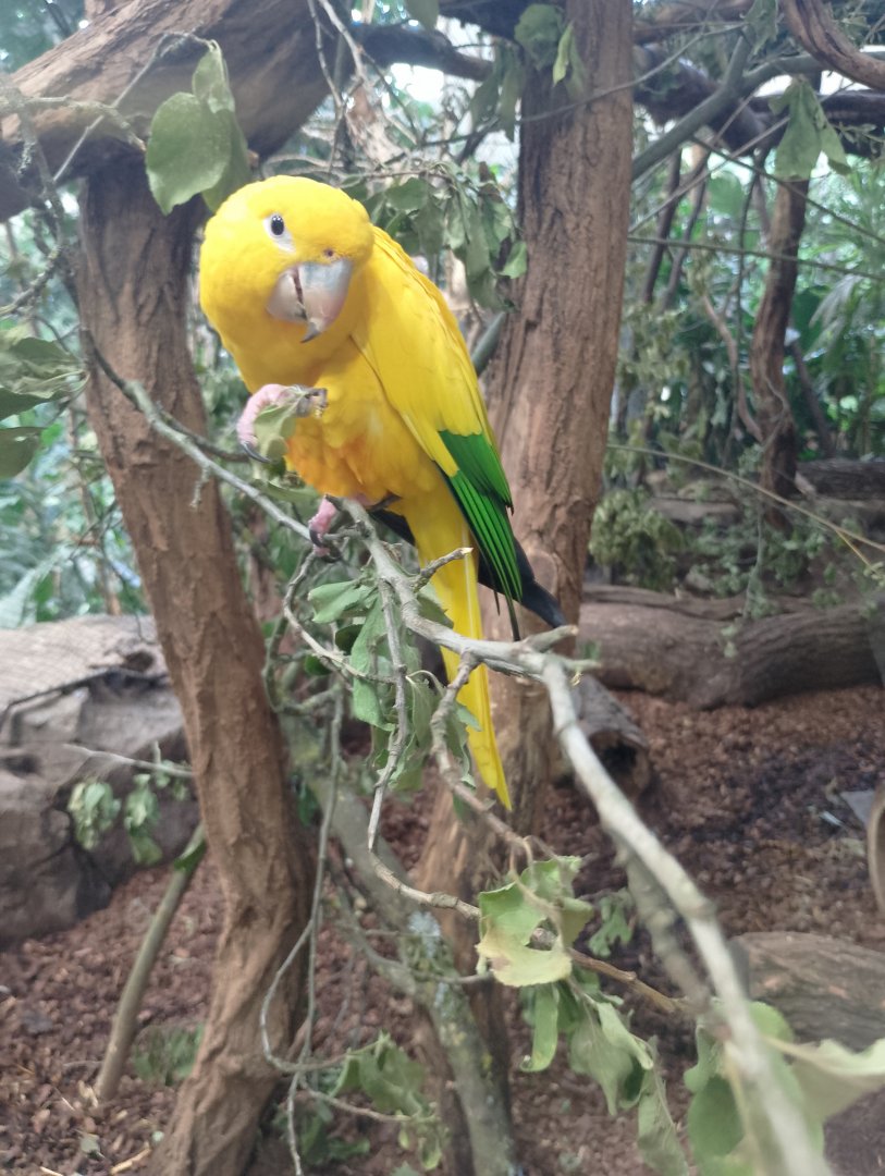 Golden parakeet