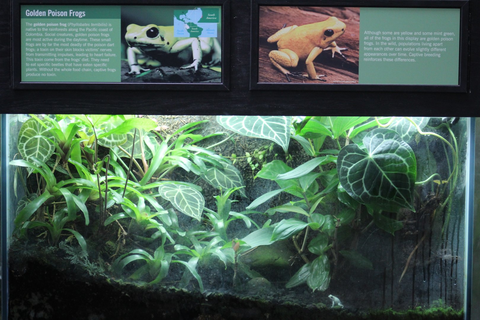 Golden PDF Terrarium