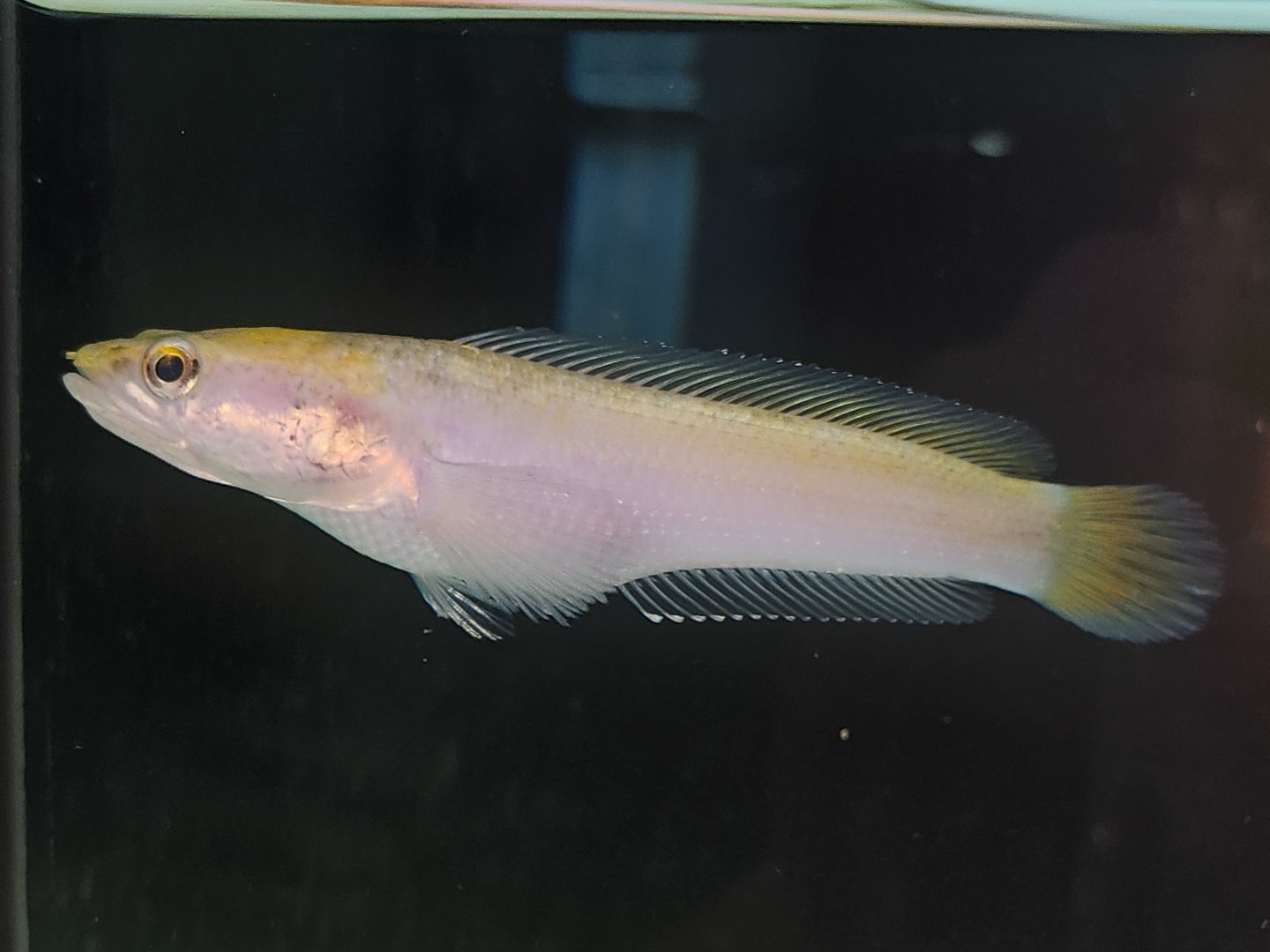 Golden Peacock Snakehead (Channa pulchra var. Xanthic)