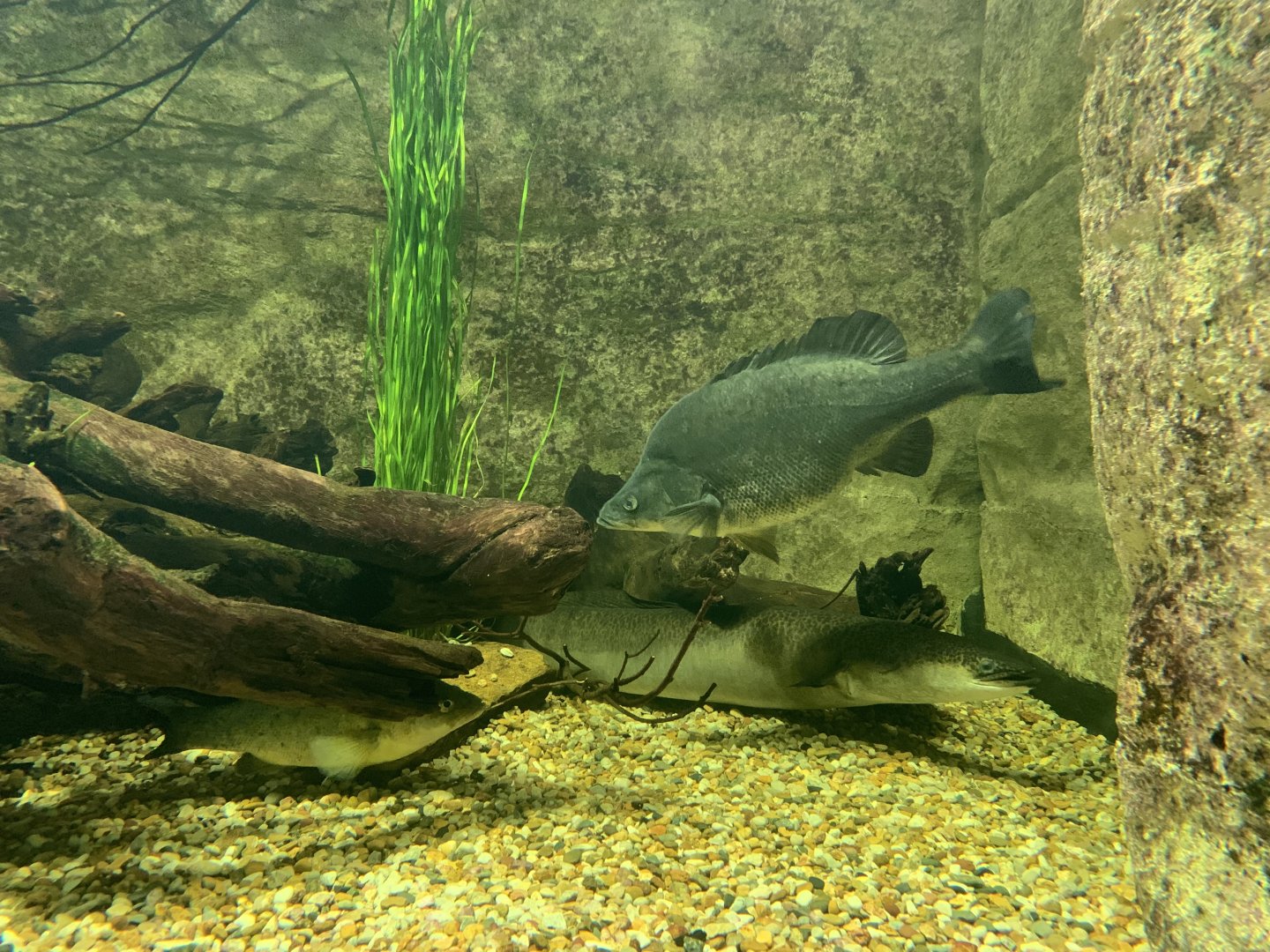 Golden Perch and Longfin Eel