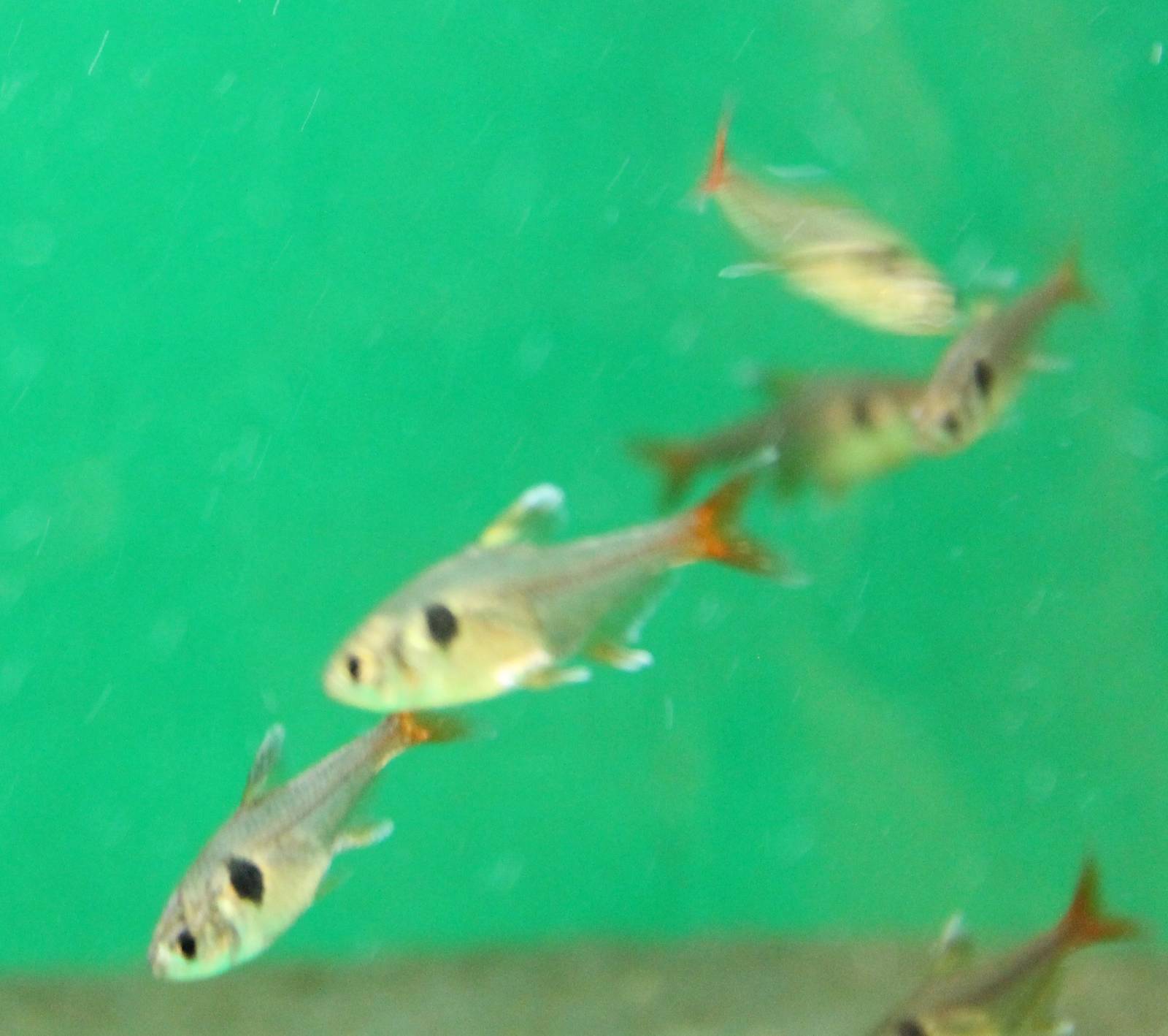 Golden phantom tetra
