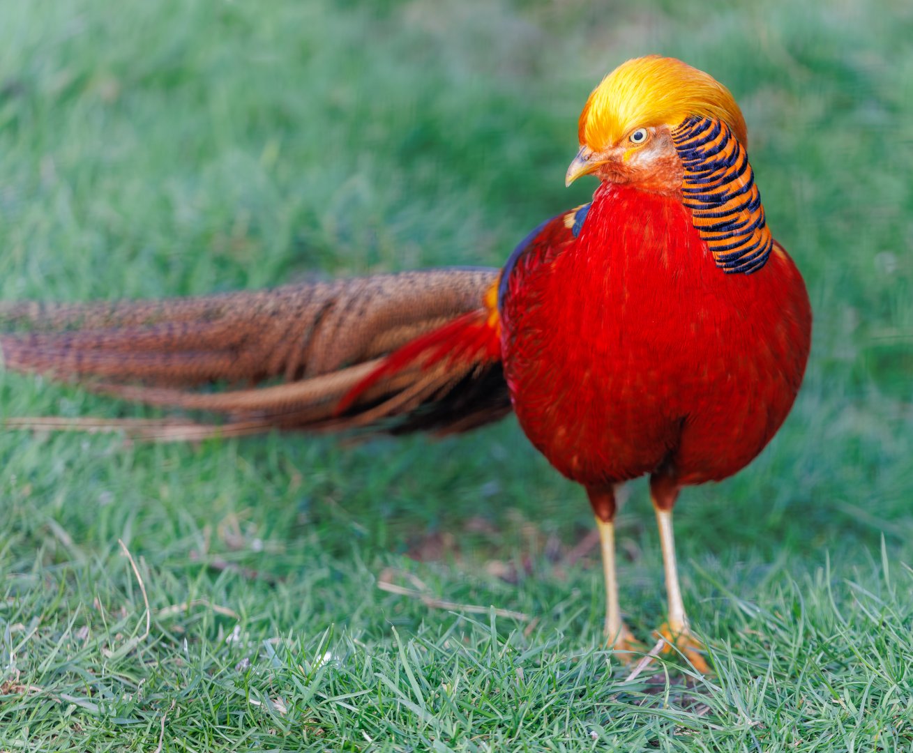 Golden Pheasant / 18-3-22 / Noah's Ark Zoo Bristol