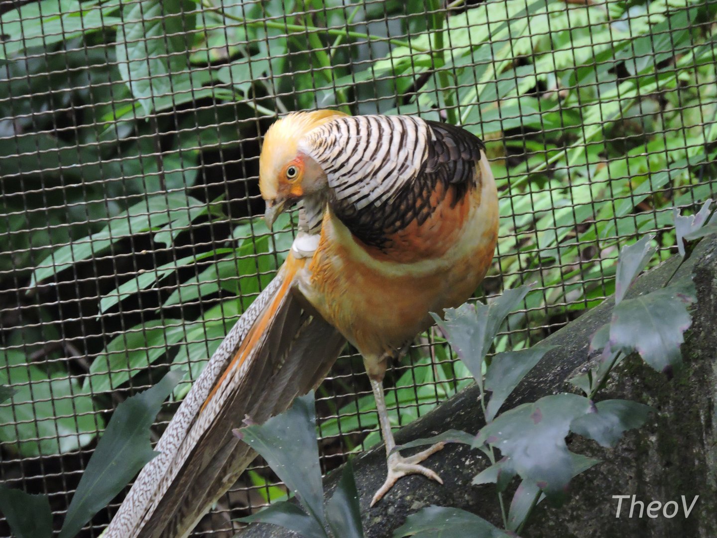 Golden pheasant [2016]
