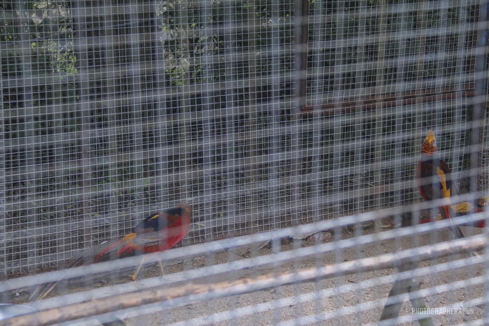 Golden Pheasant（2021）