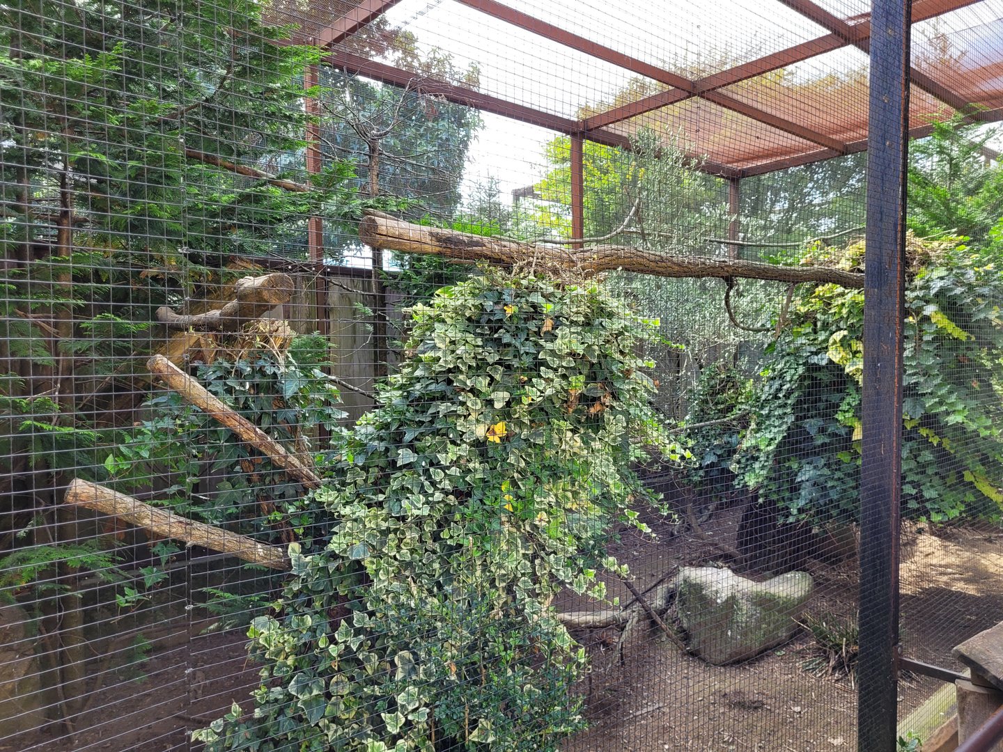 Golden pheasant and Bali myna exhibit -Parc Animalier des Pyrénées (2023)