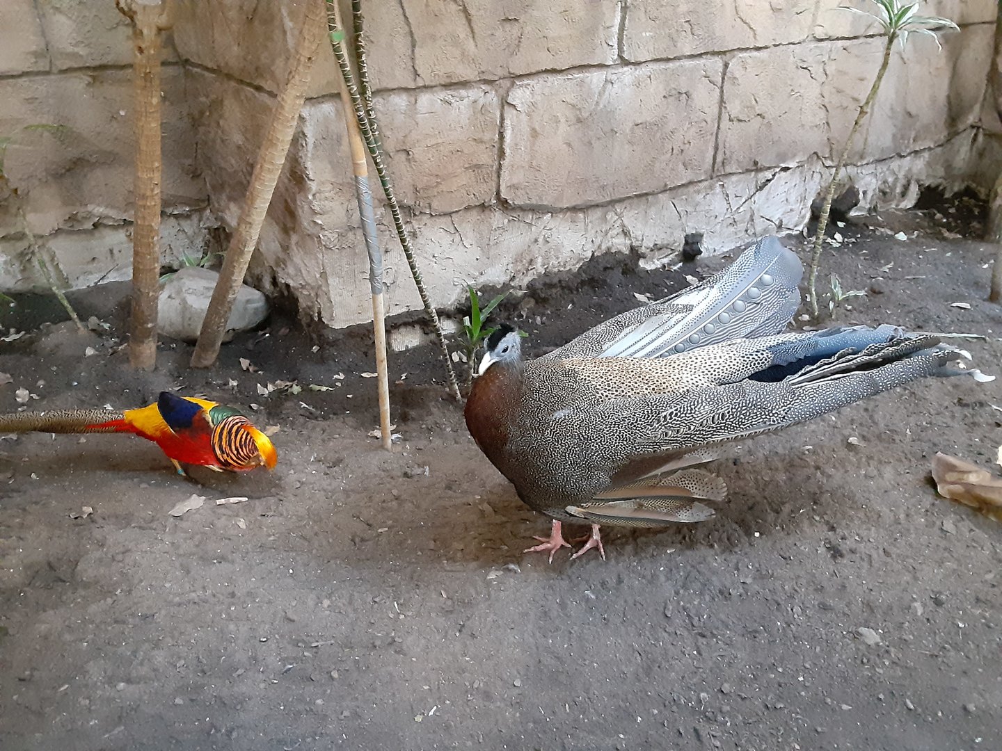 Golden Pheasant and Great Argus