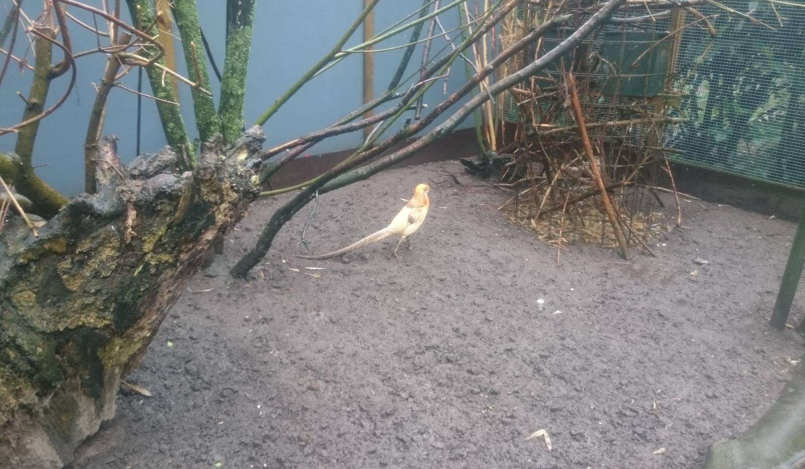 Golden pheasant at the new Walk-through aviary