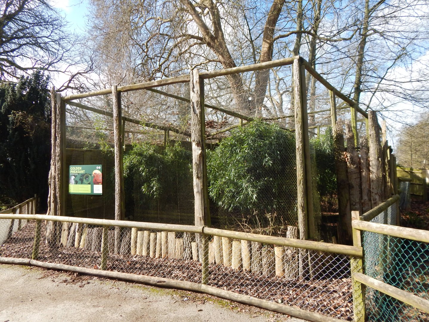 Golden pheasant aviary 040324