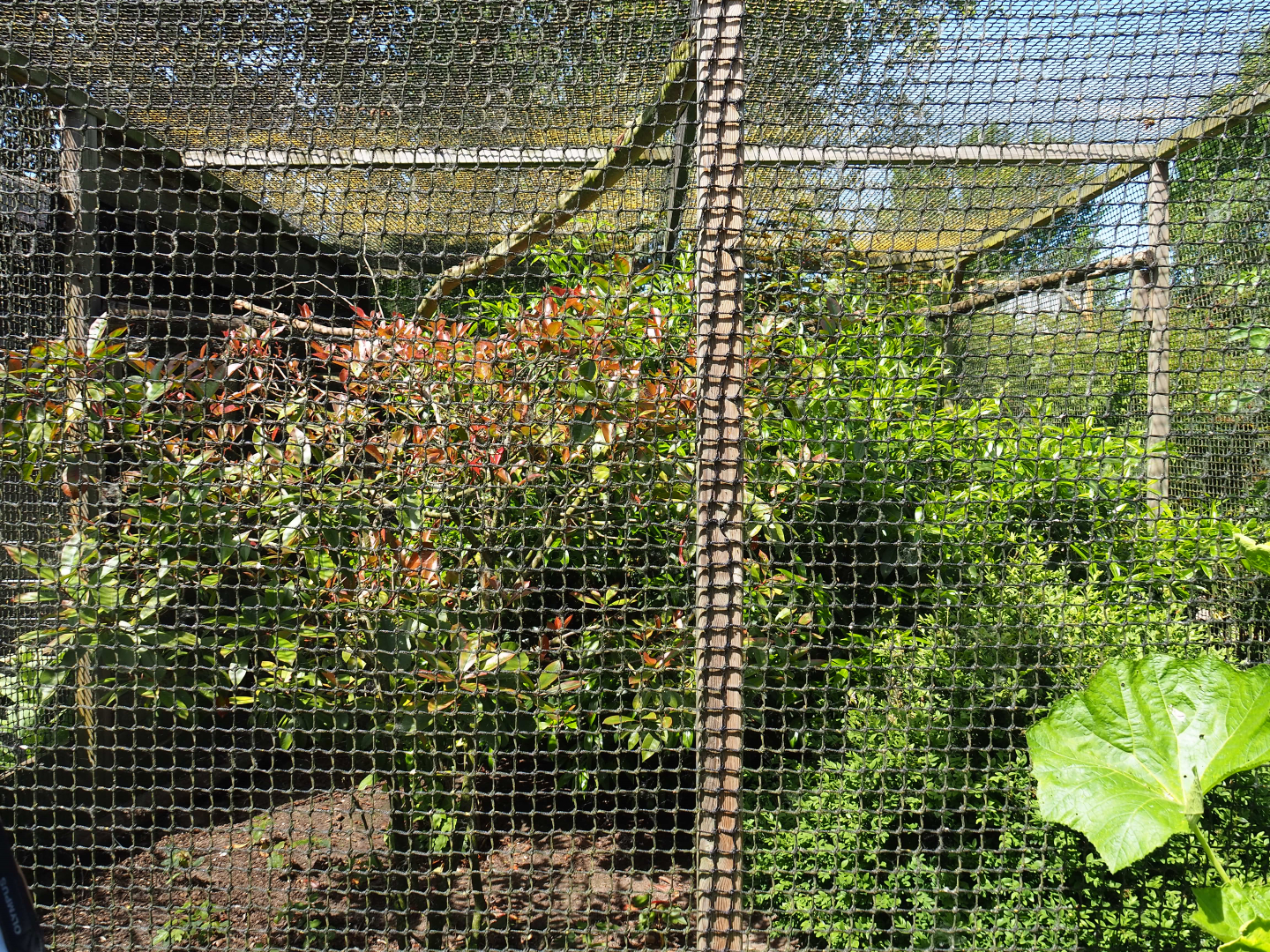 Golden pheasant aviary, 2019-06-01