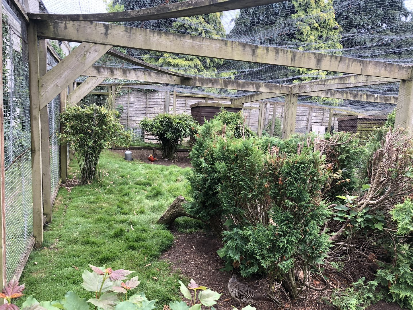 Golden Pheasant Aviary at Sewerby Zoo (June 2023)