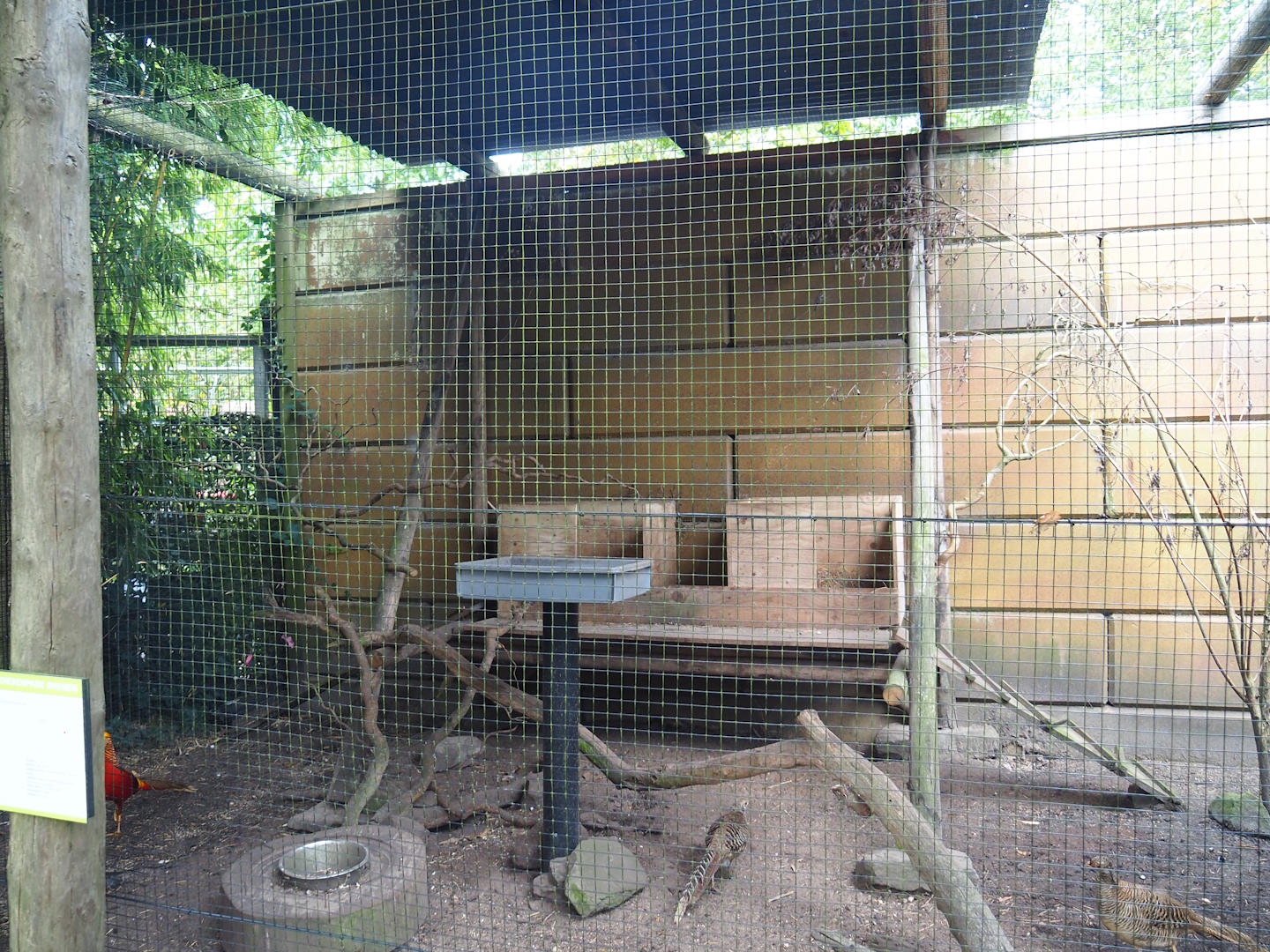 Golden pheasant aviary in the entrance area - Nesting area, 2023-08-17