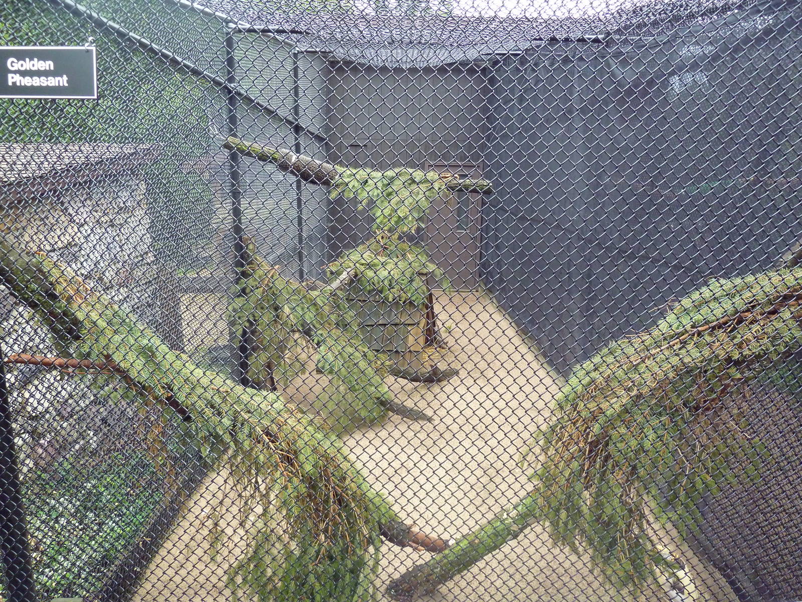 Golden Pheasant Aviary