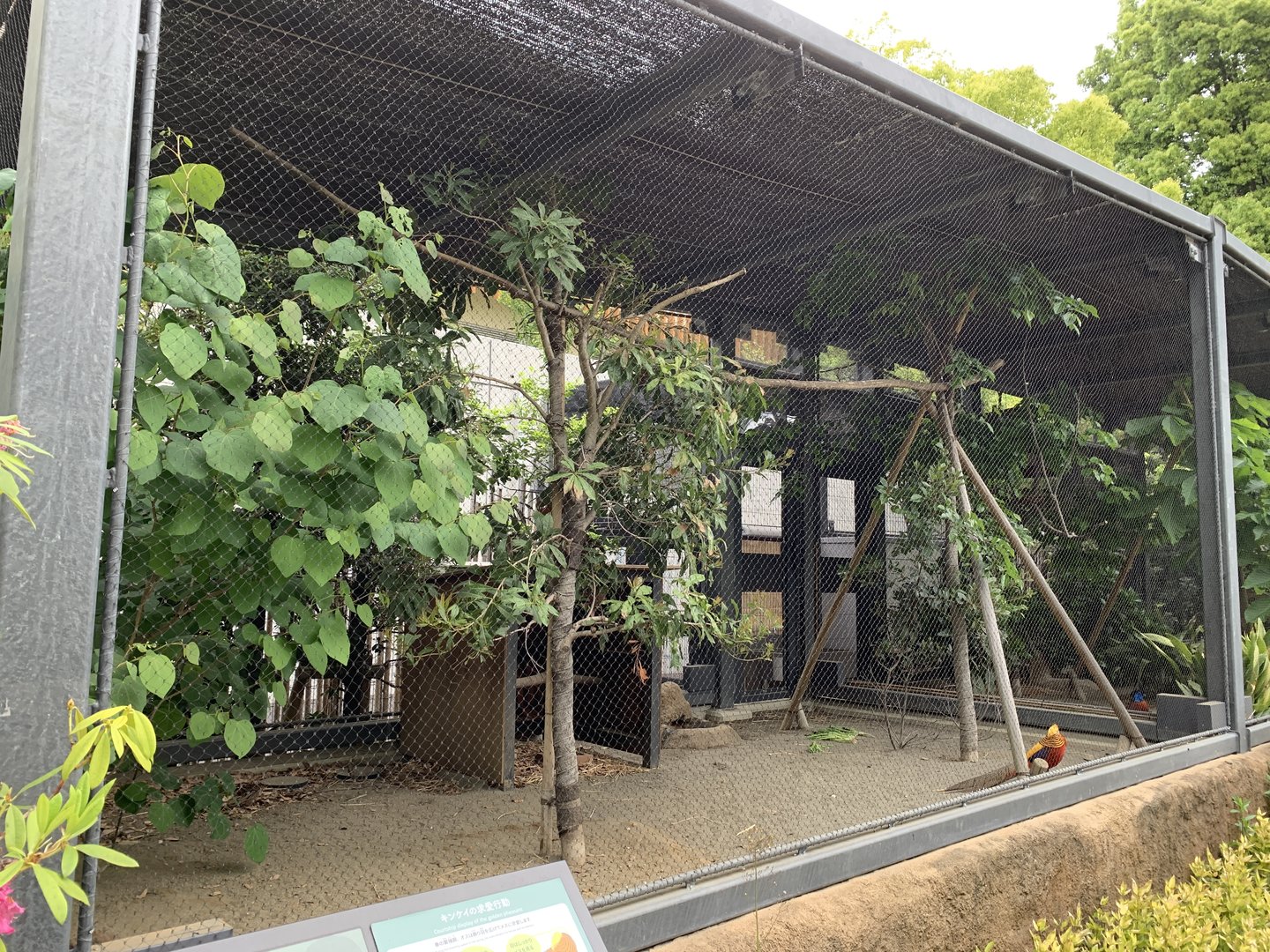 Golden Pheasant Aviary