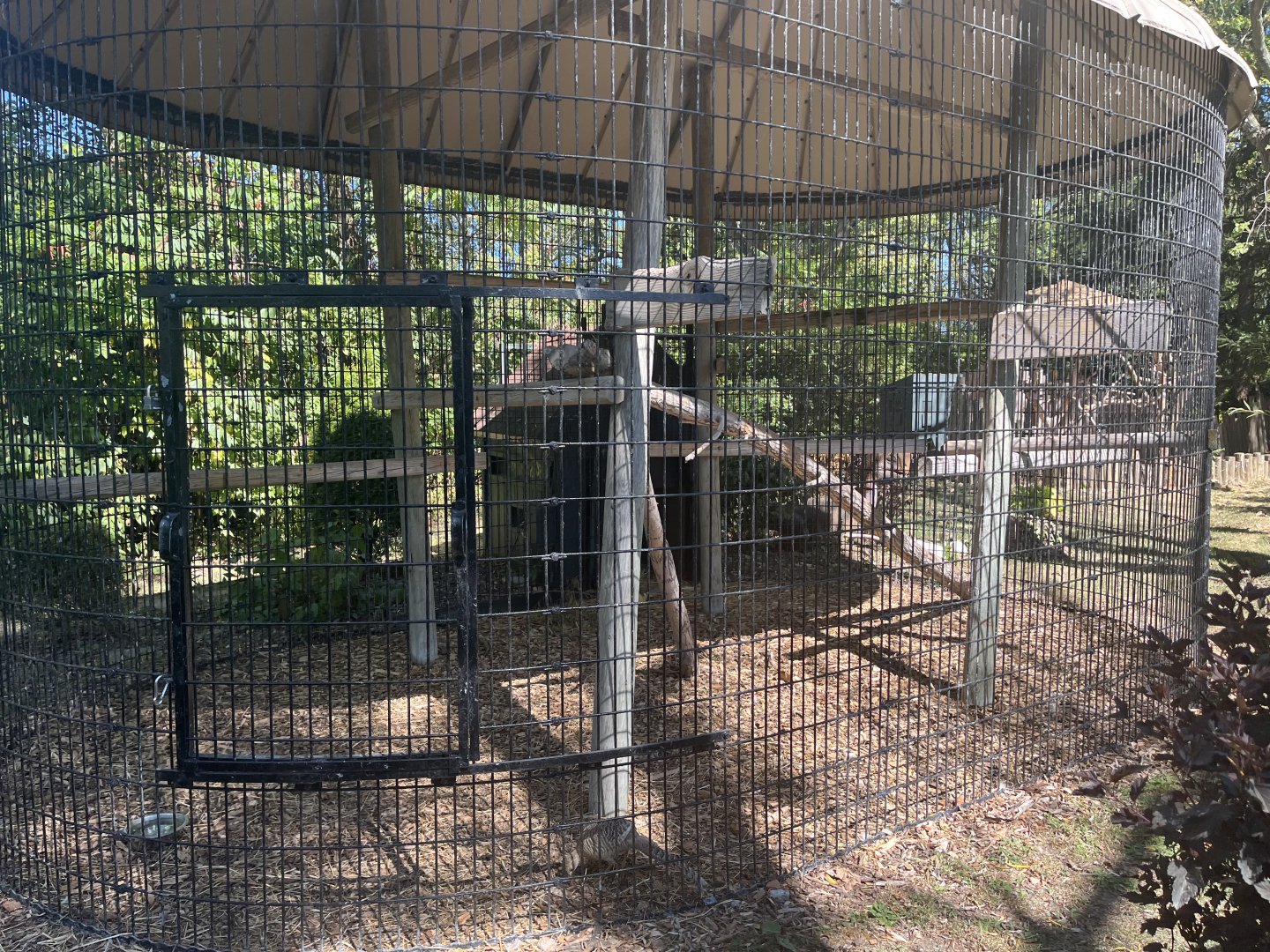 Golden Pheasant Aviary