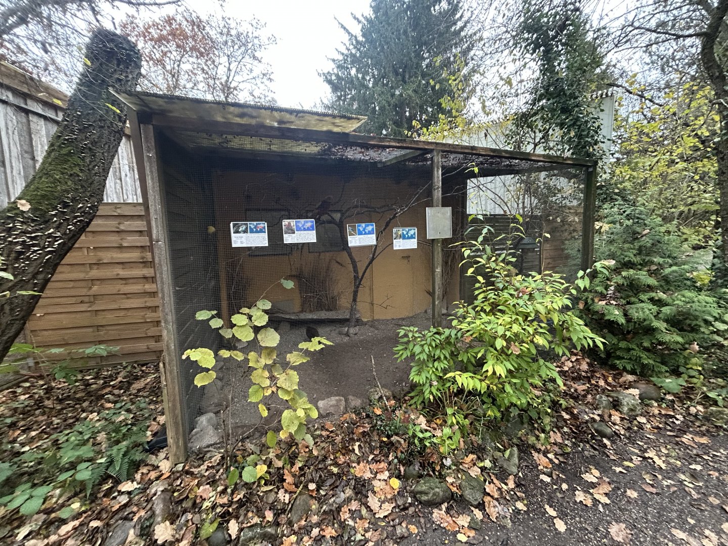 Golden Pheasant Aviary