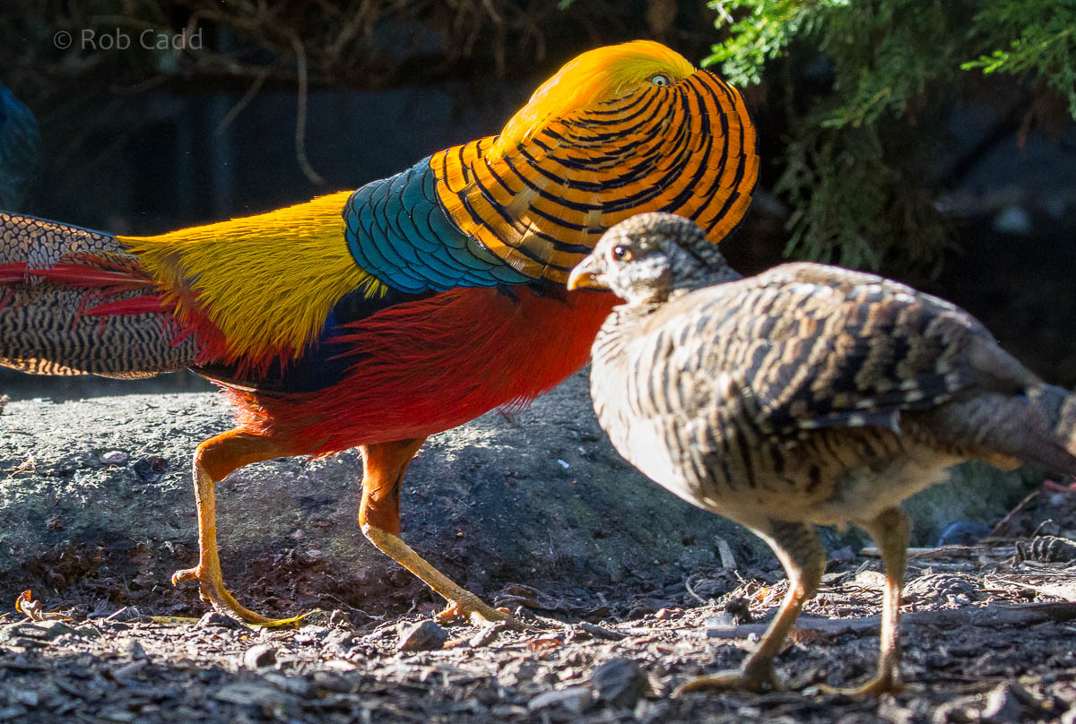 Golden pheasant : Axe Valley : 22 Sep 2015