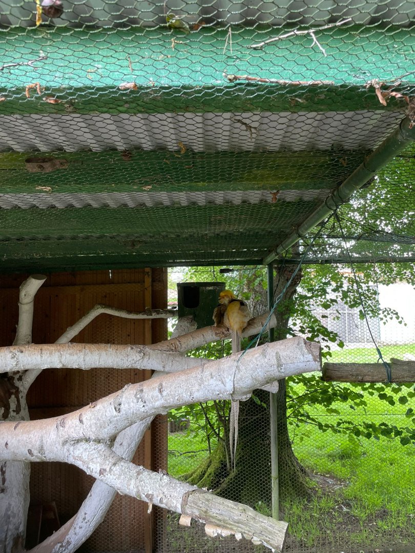 Golden Pheasant Breedingform Aviary