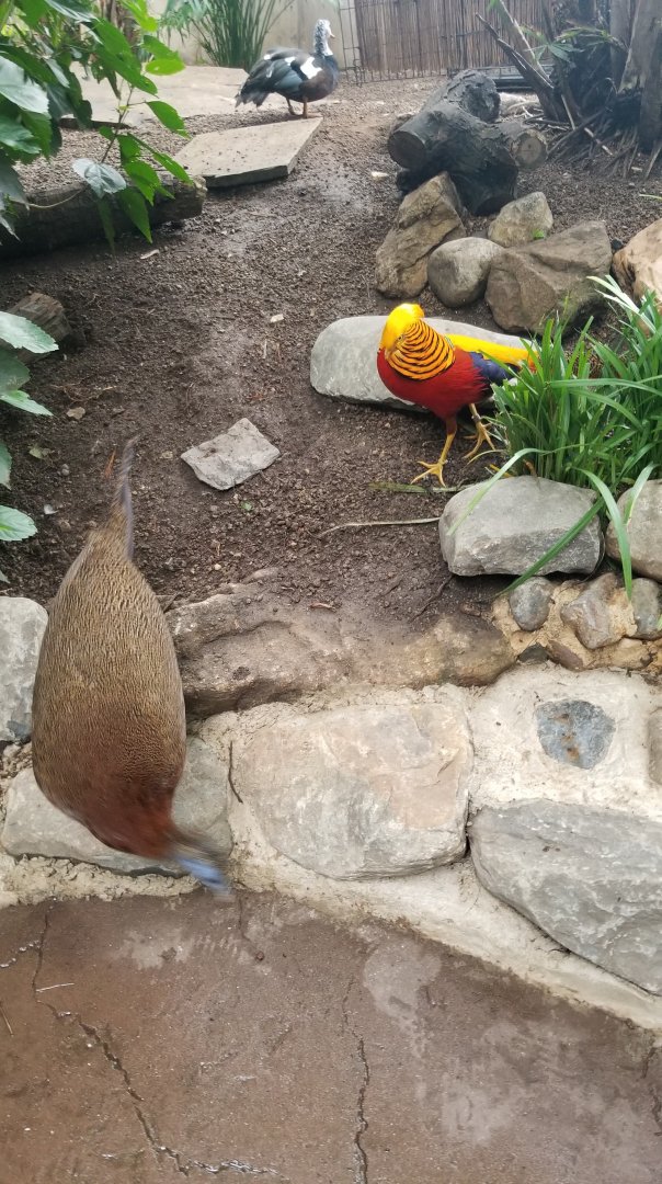 Golden Pheasant chasing Great Argus
