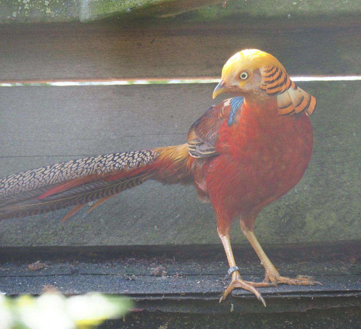 Golden pheasant (Chrysolophus pictus), 2019-06-01