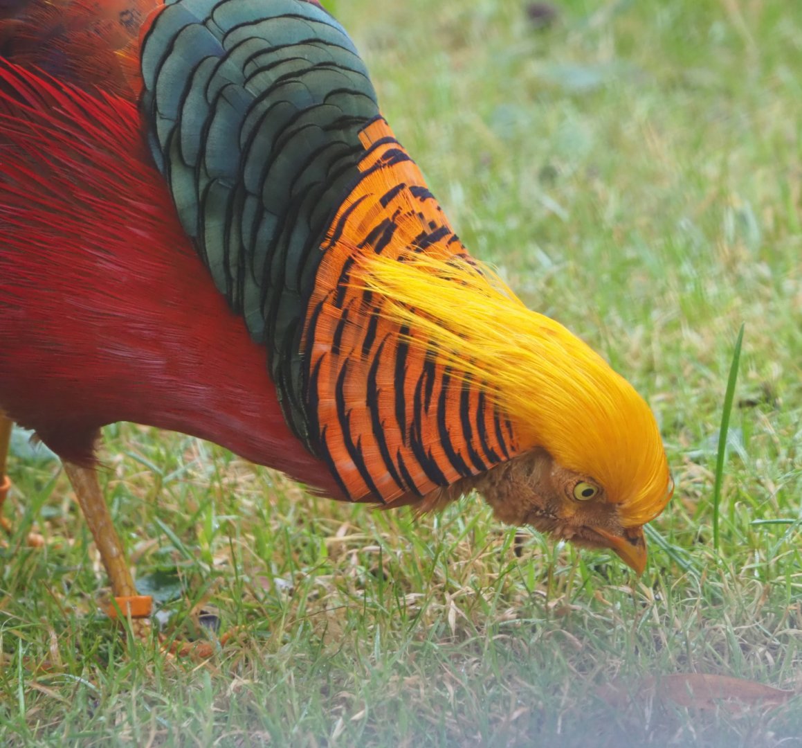 Golden pheasant (Chrysolophus pictus), 2021-10-10