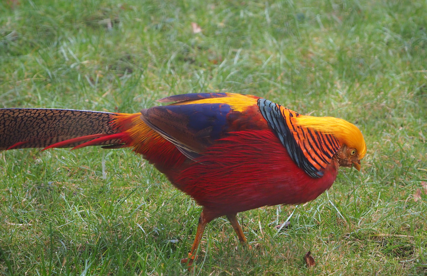 Golden pheasant (Chrysolophus pictus), 2021-10-10