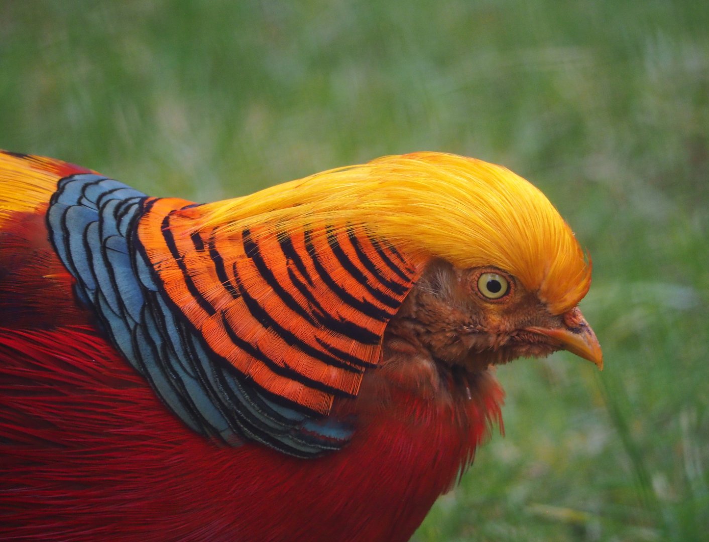 Golden pheasant (Chrysolophus pictus), 2021-10-10