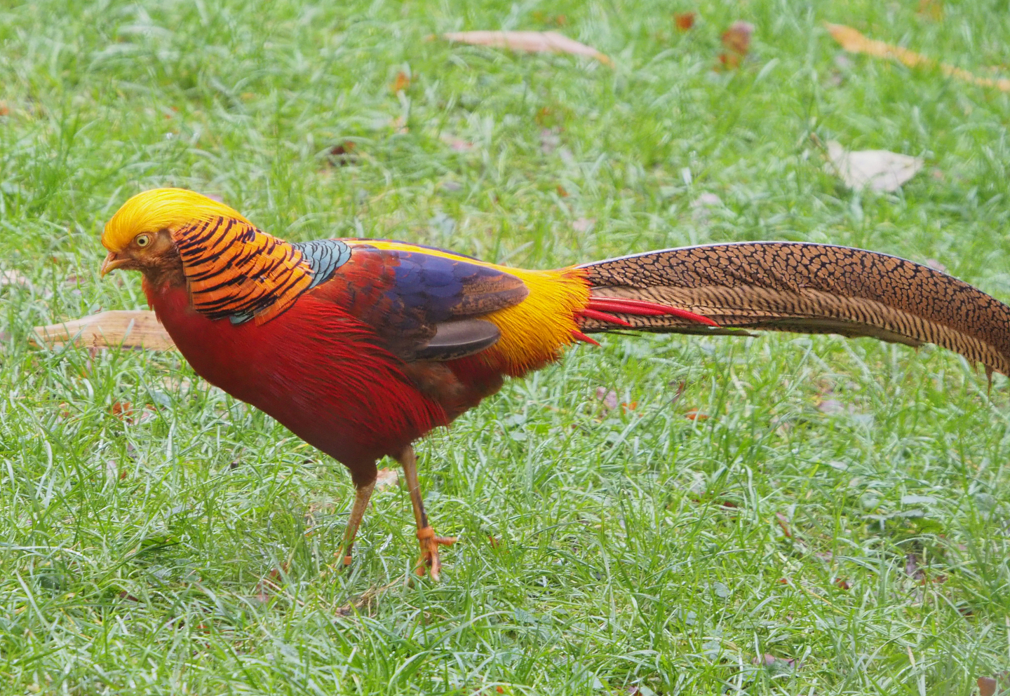 Golden pheasant (Chrysolophus pictus), 2021-11-06
