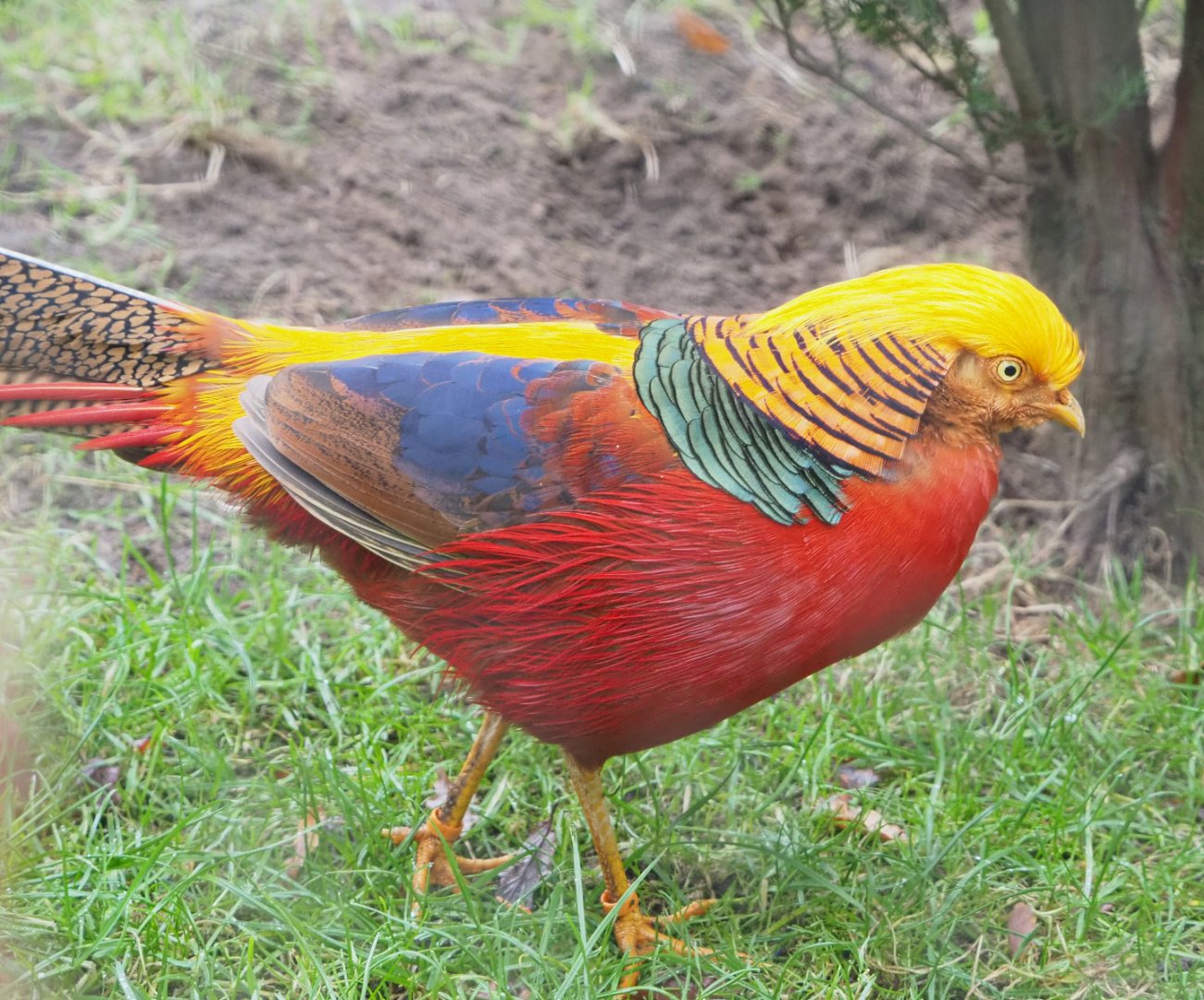 Golden pheasant (Chrysolophus pictus), 2021-11-06