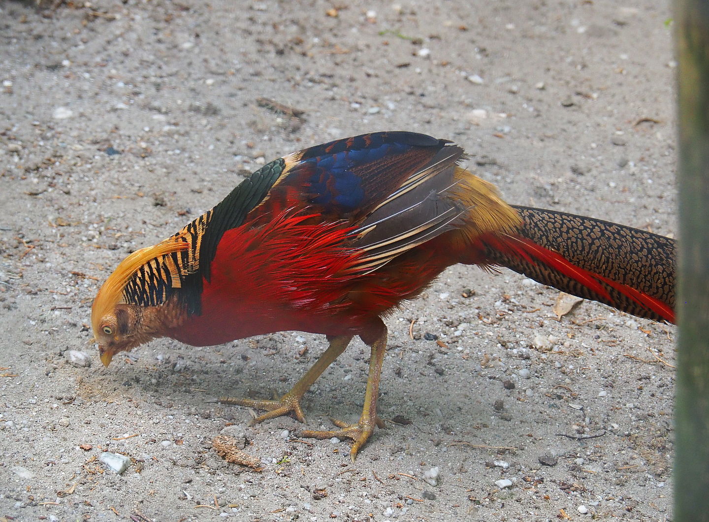 Golden pheasant (Chrysolophus pictus), 2022-05-17