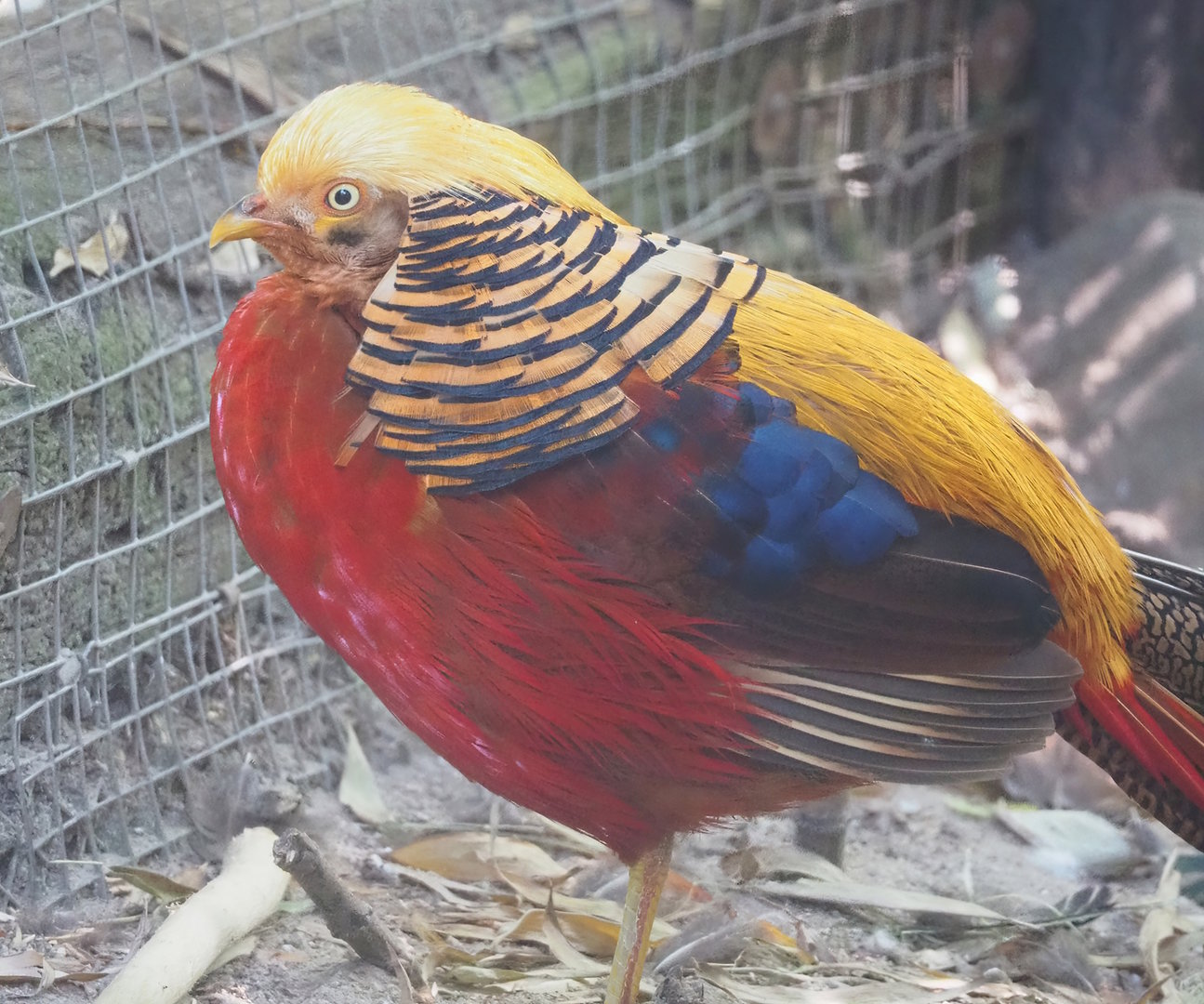 Golden pheasant (Chrysolophus pictus), 2023-05-31