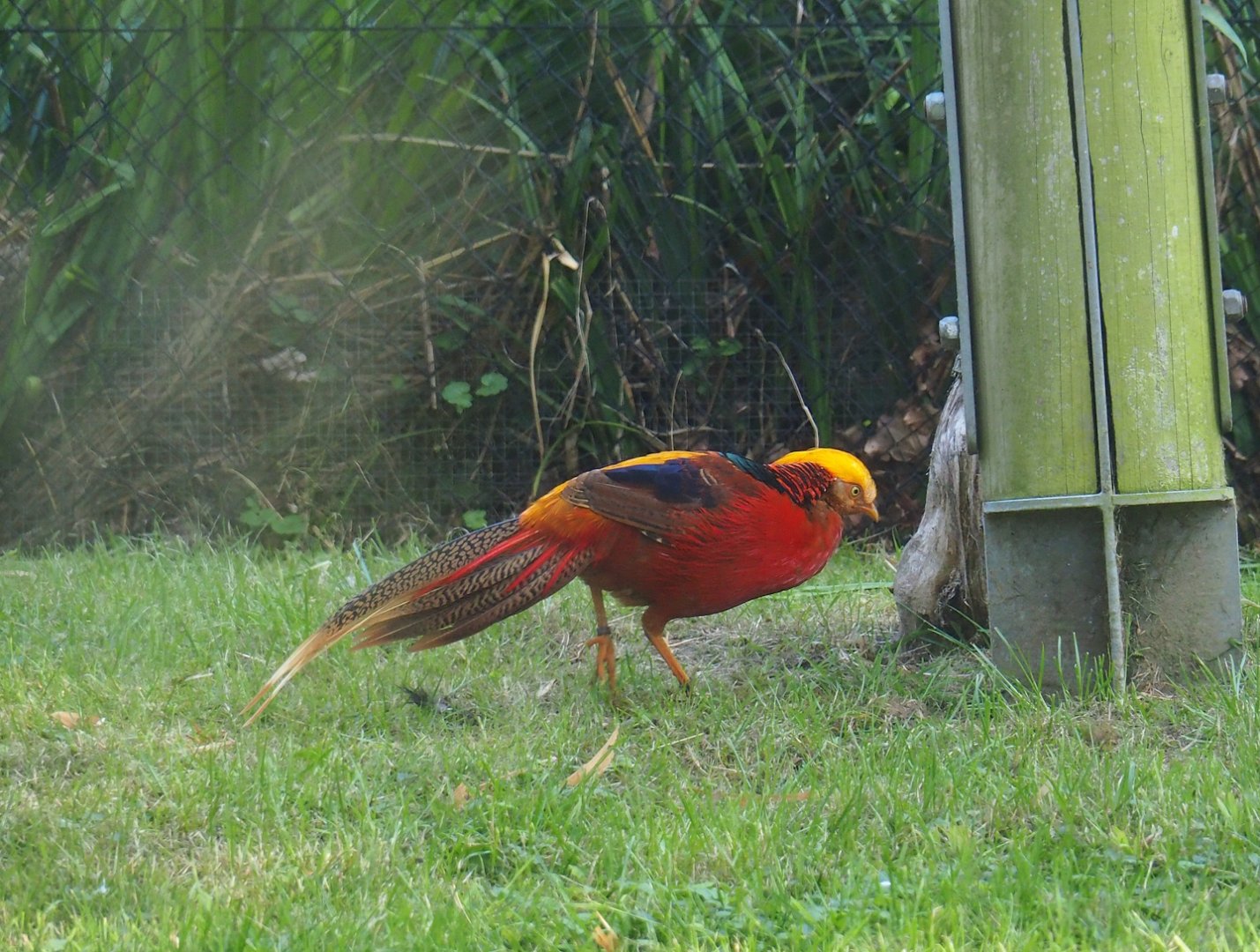 Golden pheasant (Chrysolophus pictus), 2023-07-08