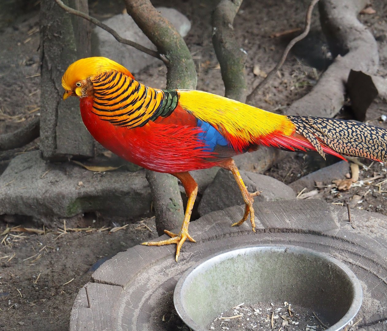 Golden pheasant (Chrysolophus pictus), 2023-08-17