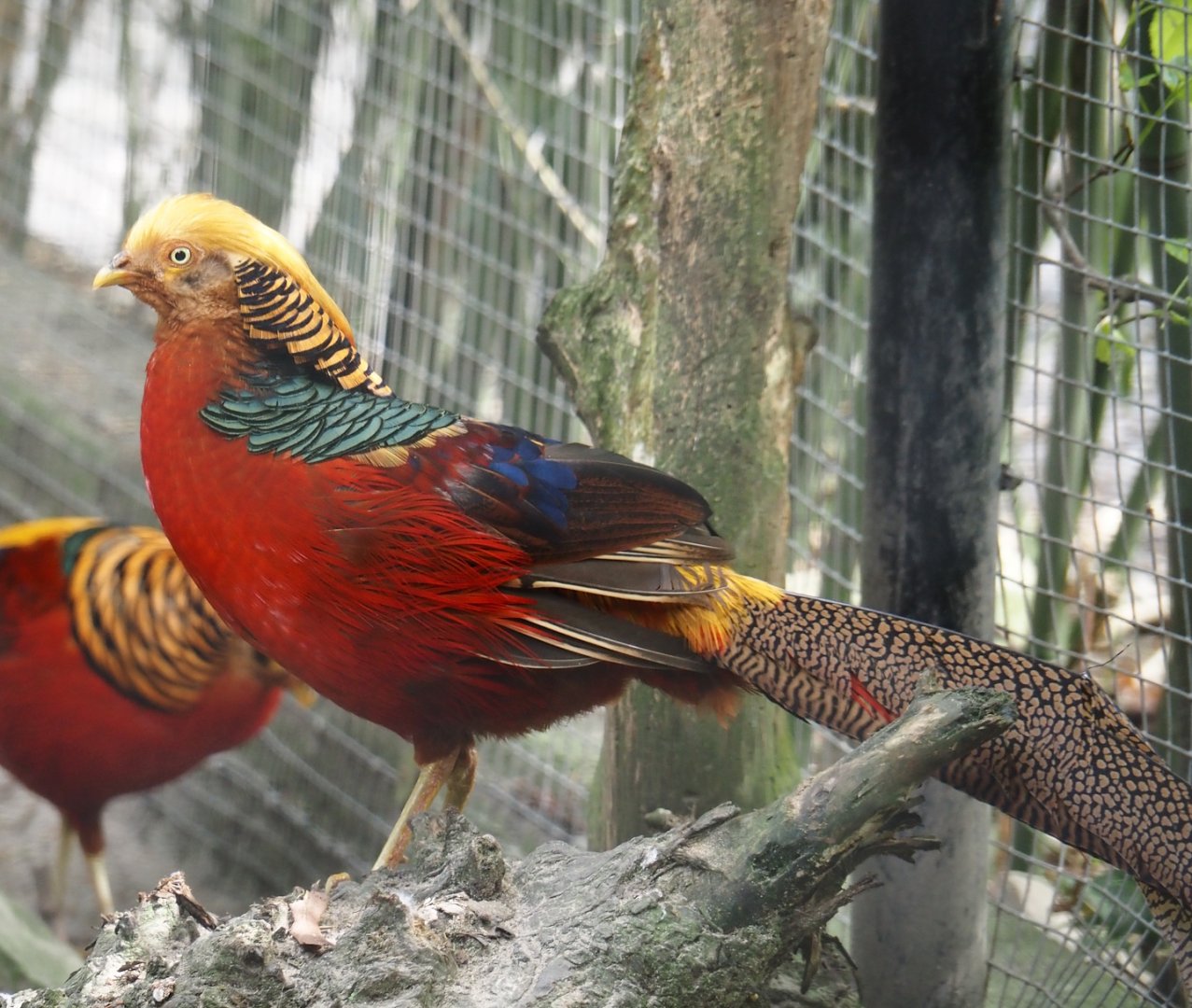 Golden pheasant (Chrysolophus pictus), 2024-04-14