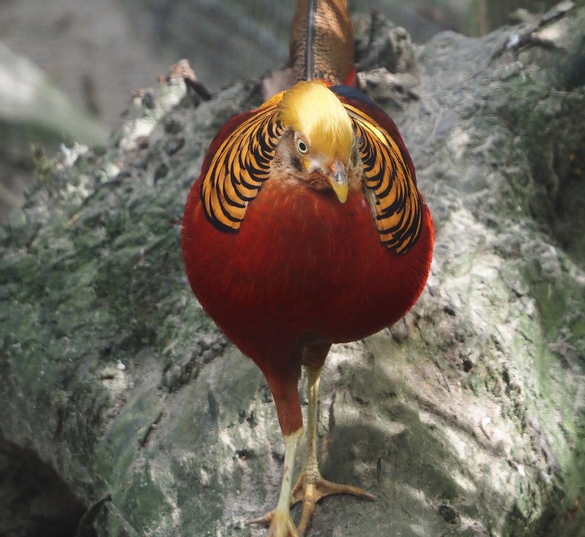 Golden pheasant (Chrysolophus pictus), 2024-04-14