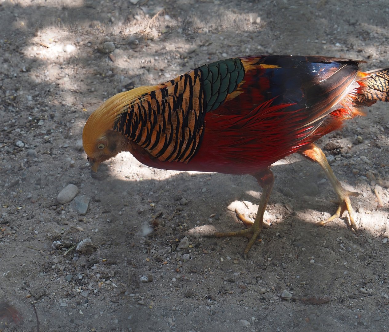 Golden pheasant (Chrysolophus pictus), 2025-04-12